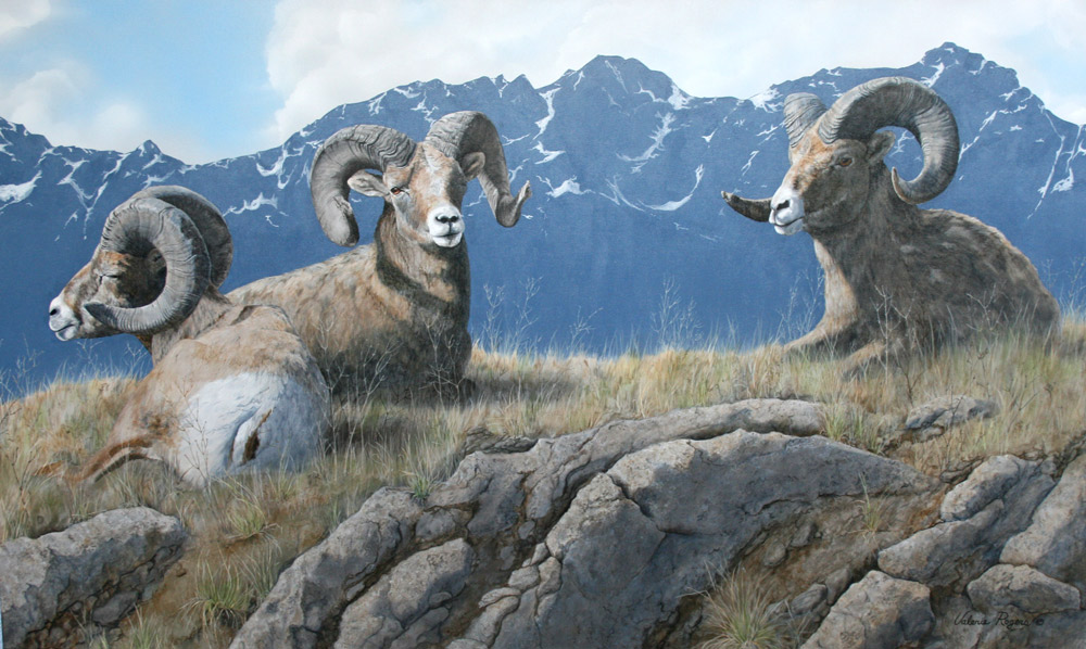 acrylic painting of big horned sheep by Valerie Rogers