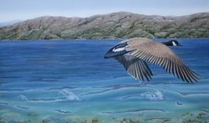 Painting of Canadian Goose by Valerie Rogers