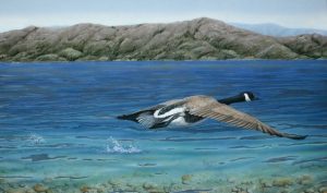 Painting of Canada goose by Valerie Rogers