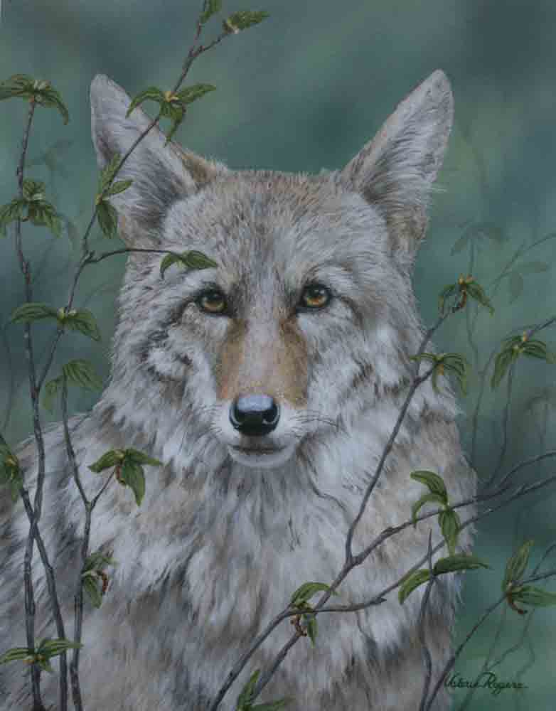 painting of coyote by Valerie Rogers