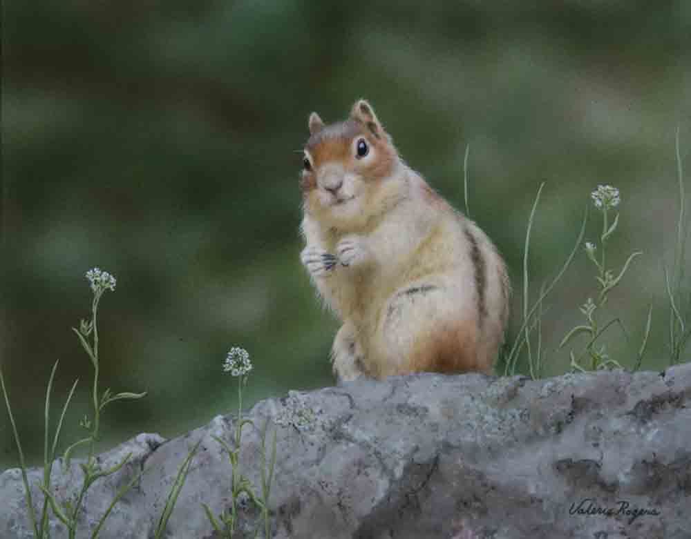 Valerie Rogers' acrylic painting of ground squirrel