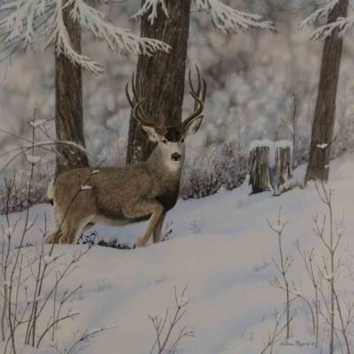 Award winning Valerie Rogers' painting of mule deer in the snow.