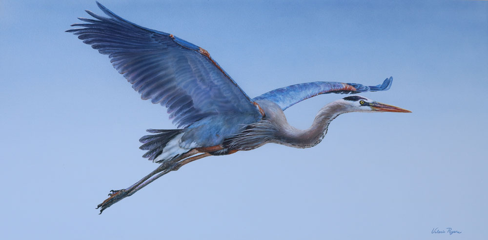 A Valerie Rogers painting of a Great Blue Heron