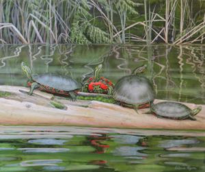 painted turtles on a log by Valerie Rogers