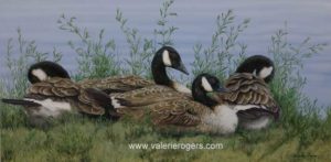 The Wild Ones at Rest, Canada Goose by Valerie Rogers