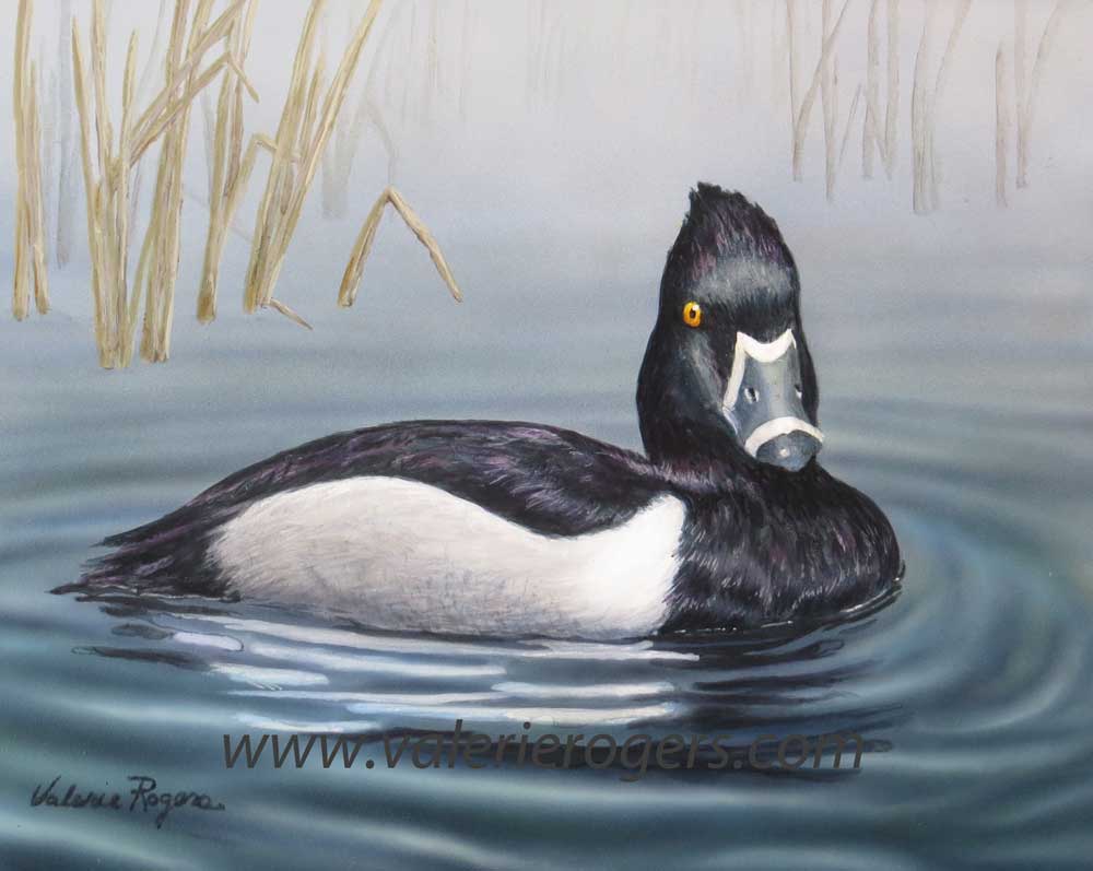 ringneck painting by Valerie Rogers