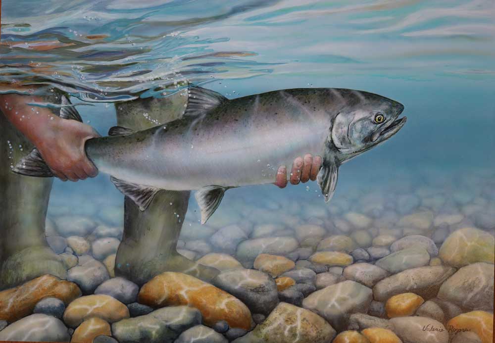 Valerie Rogers Painting of a Salmon being released