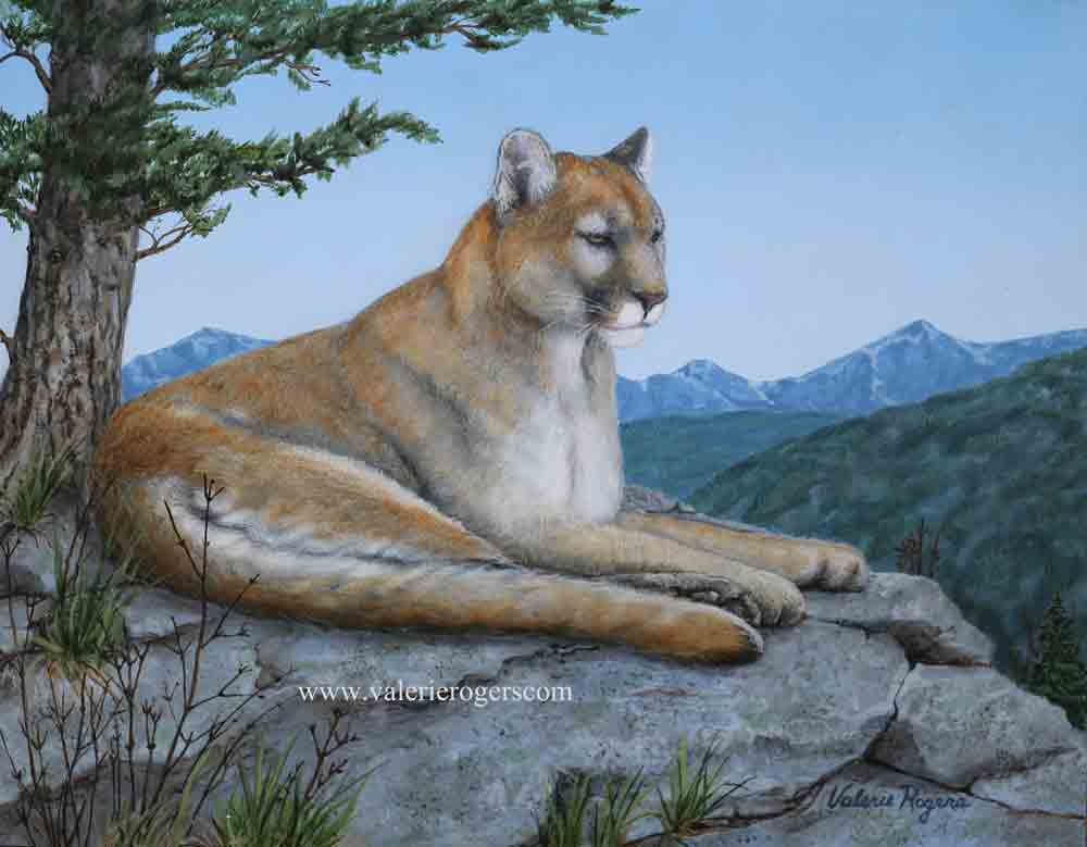 Over Watch, a cougar painting by Valerie Rogers