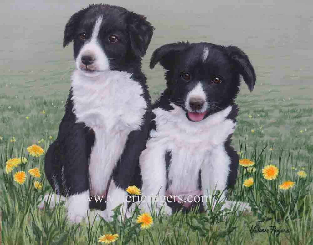 Two Border Collie pups in the dandelions painted by Valerie Rogers