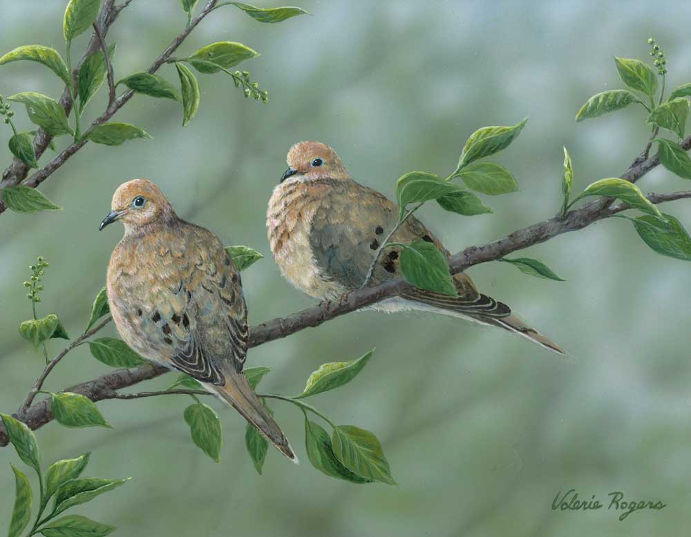 Tranquility, Painting of two Doves by Valerie Rogers