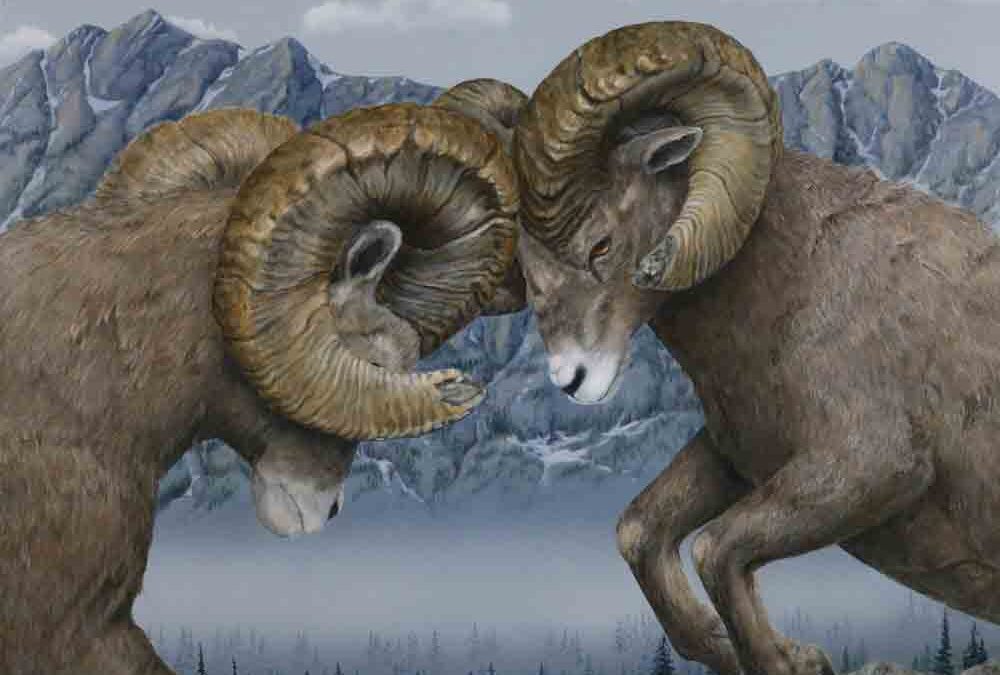 Impact 29×37 $2950 CAD (big horned rams)