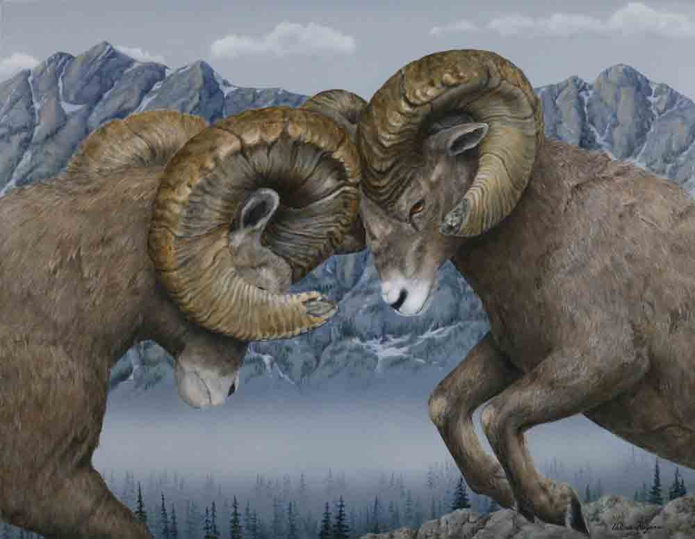 Two big horn rams coming together in "Impact" painting by Valerie Rogers