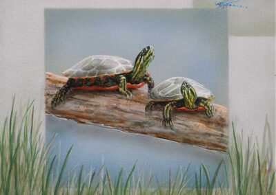 Wild Elements Turtles, 12×12 $395 CAD