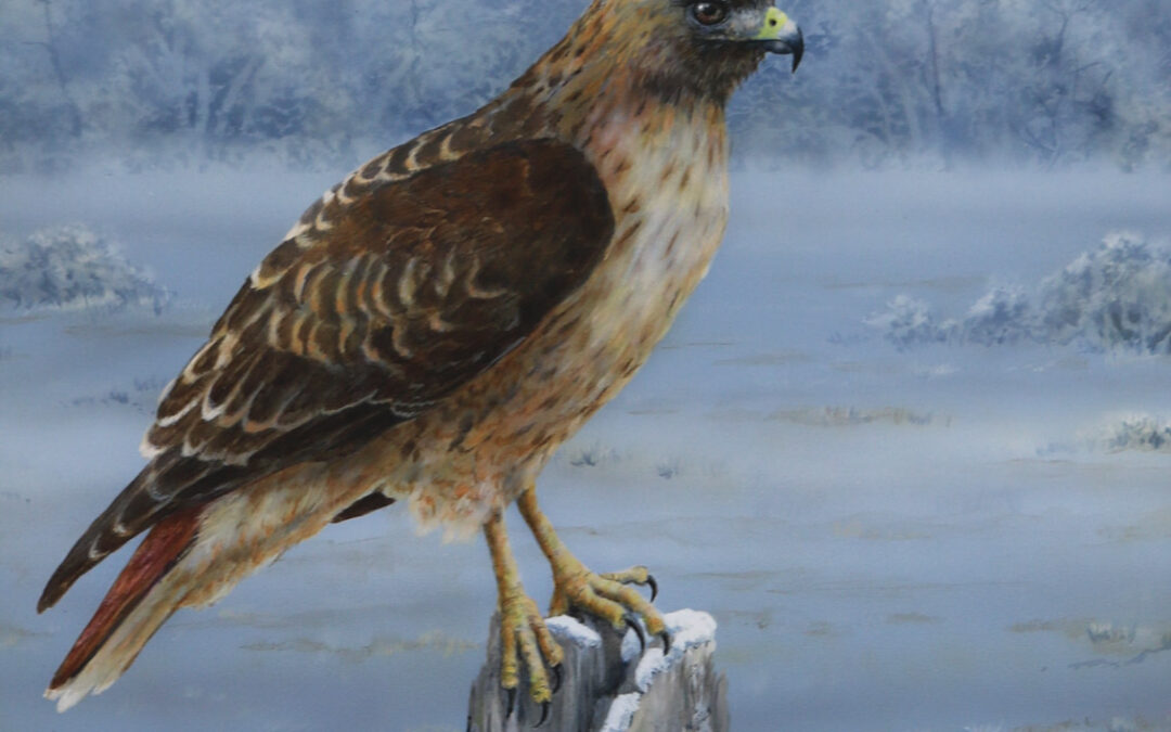 Red Tailed Hawk  16×20 $825 CAD