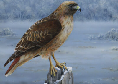 Red Tailed Hawk  16×20 $825 CAD