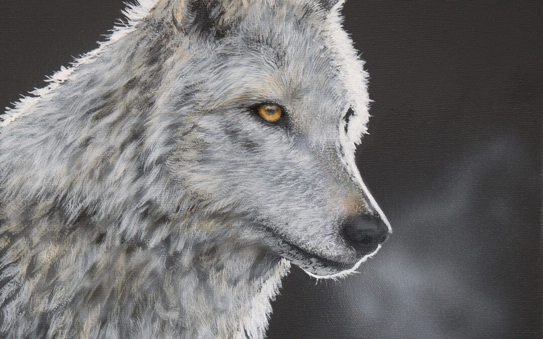Out of the Dark White Wolf 12×12 $395 CAD