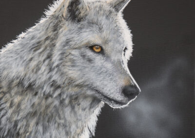 Out of the Dark White Wolf 12×12 $395 CAD