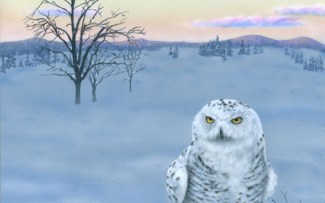 Soft Light Snowy Owl SOLD