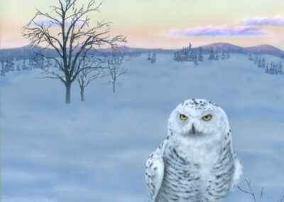 Soft Light SOLD Snowy Owl