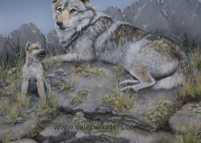Wild Family Sold Timber wolfs in the wild
